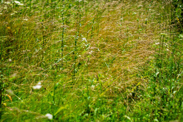 Fototapeta premium Green grasses sway gently under the bright sunlight in a lush field