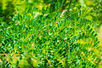 Dense green foliage in a sunny outdoor setting during summer