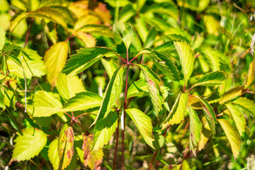 Vibrant green and yellow leaves in a sunny garden in autumn season