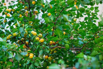 Yellow plums growing on branches in a lush green tree