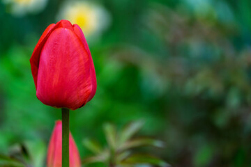 Naklejka premium Bright red tulip stands tall in a vibrant garden during springtime