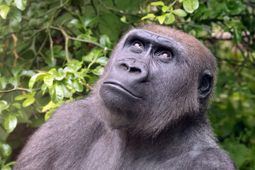 Obraz premium Western Lowland Gorilla on green tree background