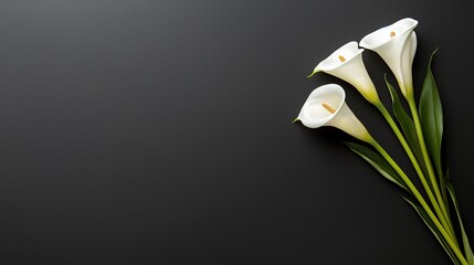 Minimalist calla lily arrangement, soft white on a pure black background, peaceful and dignified, with open space for condolence text