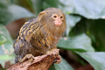 Pygmy marmoset (Cebuella) on tree branch