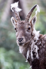 Alpine Ibex (Capra Ibex) in the moult