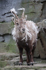 Alpine Ibex (Capra Ibex) in the moult