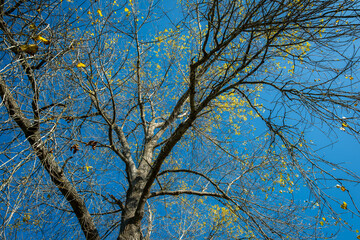 Low angle view of bare tree branches reaching for clear blue sky