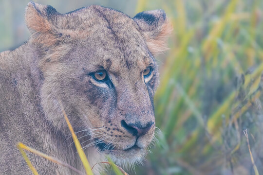 portrait of a lioness