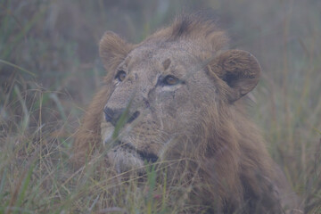 Male lion resting in the grass