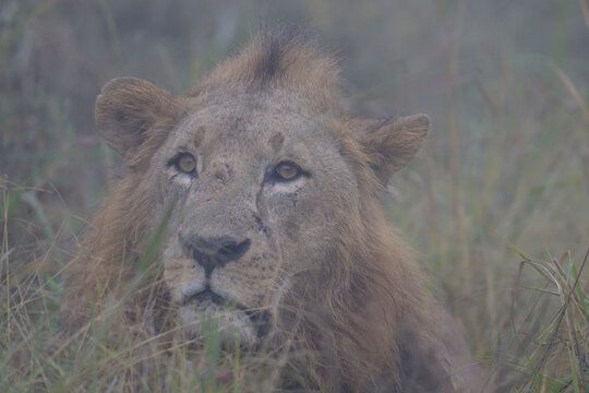 lion in the grass