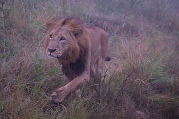 male lion walking through the grass