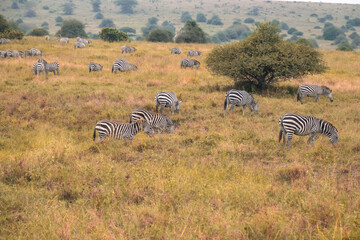 bird in the savannah 