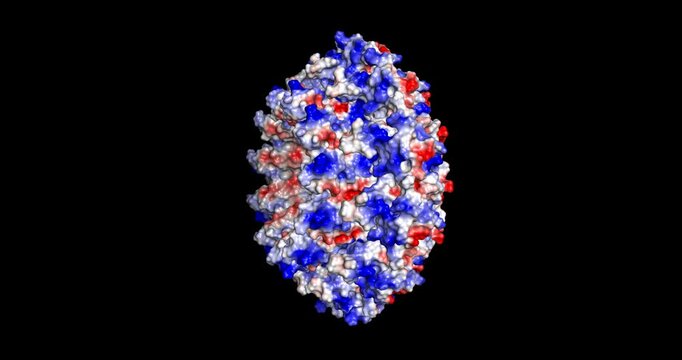Human RAD52 Ring Structure Involved in DNA Double-Strand Break Repair, 3D Molecule Electrostatic Surface, spinning, 4K 