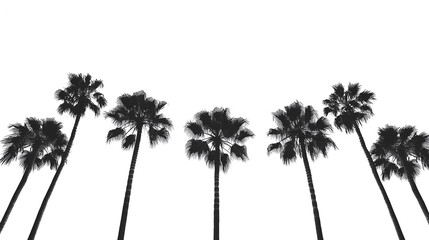 Fototapeta premium palm tree silhouette on white