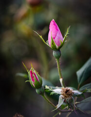 Close up shot of pink rosebuds in a garden.