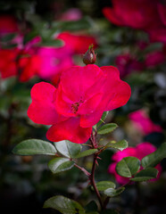 Close up shot of red roses in a garden.