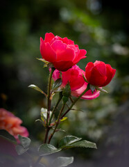 Close up shot of red roses in a garden.