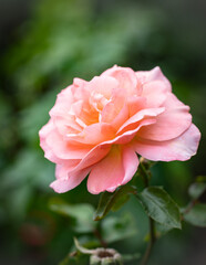 Close up shot of an orange rose in a garden.
