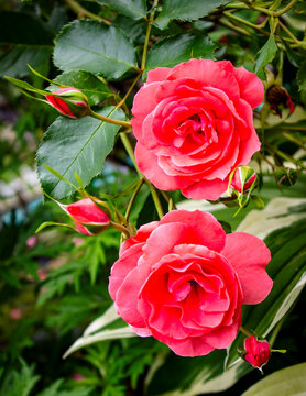 Close up shot of a orange roses in a garden.