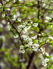 Apple branch spring blossom delicate white flowers and fresh leaves with green background. Macro photo blooming plum tree. 