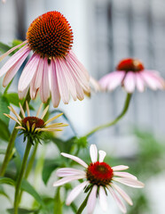 Colorful coneflowers (Echinacea purpurea) with a green garden in the background.
