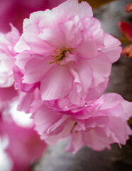 Close up shot of flower in a garden.