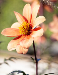 Fototapeta premium Close up shot of flower in a garden.