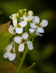 Close up shot of flower in a garden.