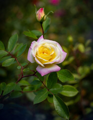 Close up shot of a pink and yellow rose in a garden.