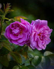 Close up shot of a pink rose in a garden.