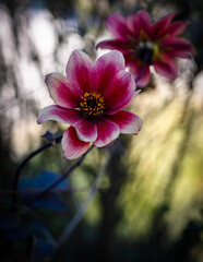 Close up shot of flower in a garden.