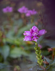 Close up shot of flower in a garden.
