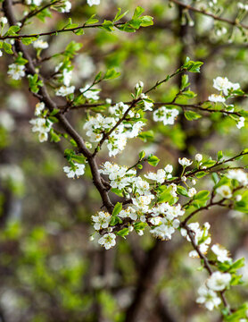 Apple branch spring blossom delicate white flowers and fresh leaves with green background. Macro photo blooming plum tree. 
