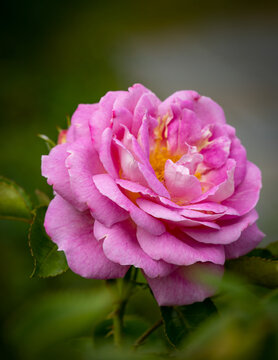 Close up shot of a pink rose in a garden.