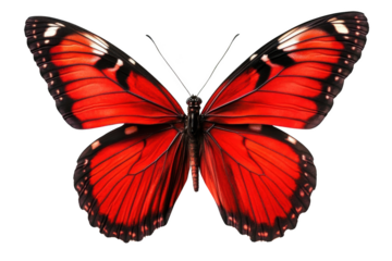 Red Butterfly Wings Spread Open, Transparent and Delicate in Flight, Nature's Beauty in a Colorful Display