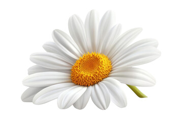 Obraz premium A Delicate White Daisy with a Yellow Center, a Beautiful Transparent Object of Nature
