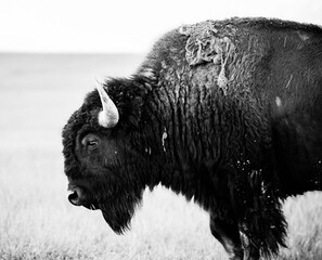 american bison aka buffalo in black and white from the side (side profile) shedding winter coat 