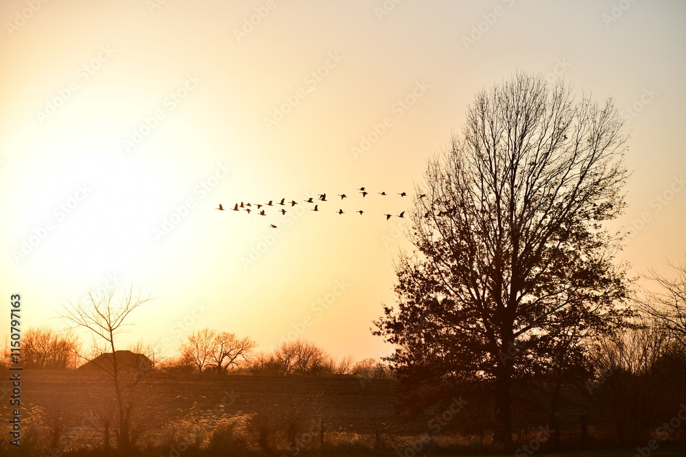 Wall mural Flock of Geese in Sunset Sky