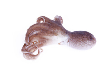 Octopus on a white background