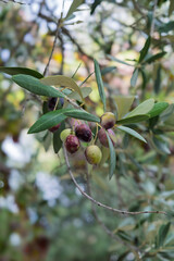 Früchte an einem Olivenbaum (Olea europaea)