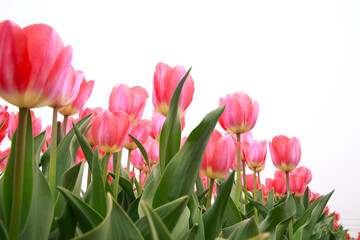 Spring blooming tulip field. Flowers tulips,  Spring floral background.