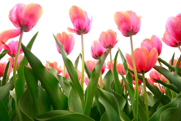 Spring blooming tulip field. Flowers tulips,  Spring floral background.