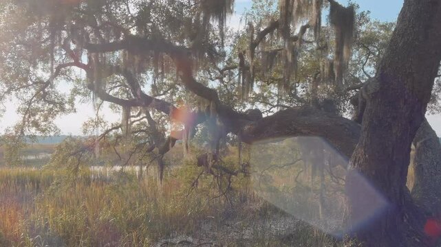 Beautiful dolly shot of live oaks and salt marsh landscape in the lowcountry of South Carolina, USA.