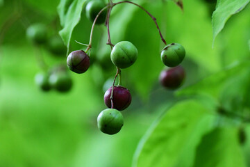 色づき始めたツリバナの実