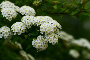 春の庭のコデマリ