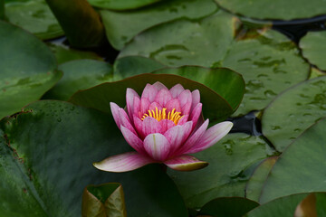 池のピンクのスイレン