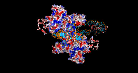  Structural Basis of CRISPR-Mediated Foreign DNA Integration, 3D Molecule Electrostatic Surface, 4K