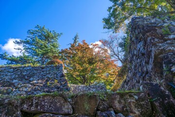 青空バックに見上げる色づき始めたモミジの紅葉と古いお城の石垣のコラボ情景