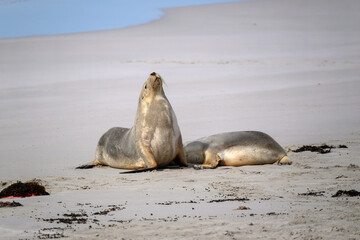 Australian Sea Lion, pup feeding nursing mother, Seal Bay, Kangaroo Island, South Australia, native coastal ocean seal, wildlife eco tourism travel destination