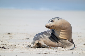 Naklejka premium Australian Sea Lion, Seal Bay, Kangaroo Island, South Australia, native coastal ocean seal. wildlife eco tourism travel destination